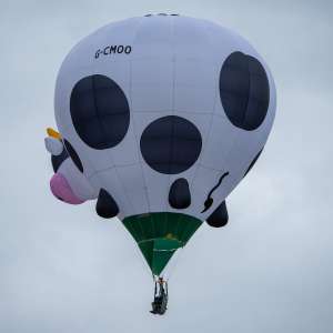 Cow hot air balloon G-CMOO, a Cameron Z-31 (animals), seen at Leigh Woods, North Somerset, United Kingdom on 9 August 2025. Photograph by Dave