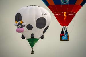 Cow hot air balloon G-CMOO, a Cameron Z-31 (animals), seen at Arrow, Warwickshire, United Kingdom on 31 May 2025. Photograph by Dave