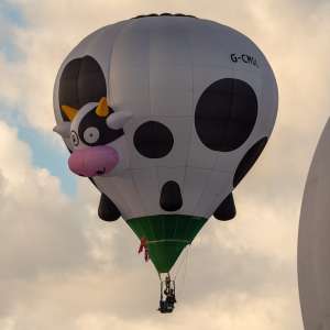 Cow hot air balloon G-CMOO, a Cameron Z-31 (animals), seen at Leigh Woods, North Somerset, United Kingdom on 9 August 2026. Photograph by Dave