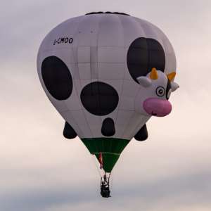 Cow hot air balloon G-CMOO, a Cameron Z-31 (animals), seen at Arrow, Warwickshire, United Kingdom on 30 May 2026. Photograph by Dave