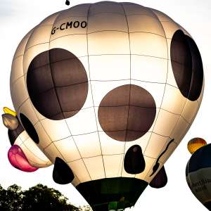 Cow hot air balloon G-CMOO, a Cameron Z-31 (animals), seen at Arrow, Warwickshire, United Kingdom on 30 May 2026. Photograph by Dave