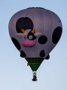 Cow hot air balloon G-CMOO, a Cameron Z-31 (animals), seen at Arrow, Warwickshire, United Kingdom on 29 May 2026. Photograph by Dave