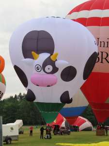 Cow hot air balloon G-CMOO, a Cameron Z-31 (animals), added to the archive 7 September 2026. Photograph by G Bann