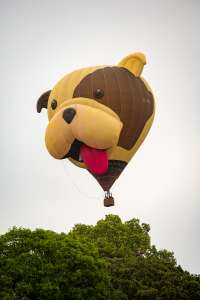 Dog hot air balloon G-OPAW, a Cameron Z-105 (animals), seen at Arrow, Warwickshire, United Kingdom on 31 May 2025. Photograph by Dave